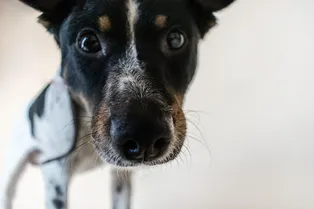 Милая наивность: пёс пытается спасти хозяйку из домофона