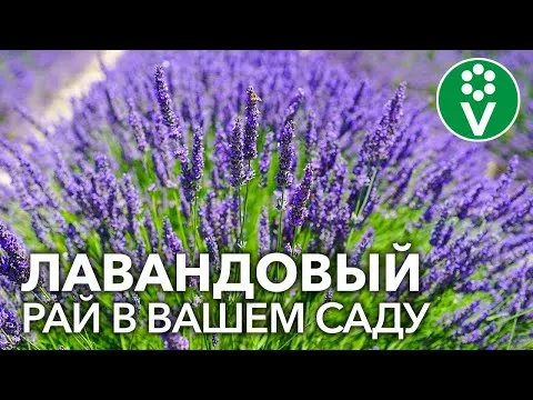 Нажми и смотри