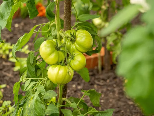 20 забавных фактов про томаты фото