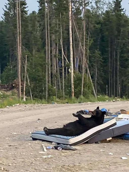 медведь расслабляется медведь расслабляется