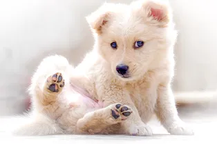 Почему собака всё время лижет лапу? Тревожная причина: это должен знать каждый Почему собака всё время лижет лапу? Тревожная причина: это должен знать каждый