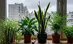 5 полезных комнатных растений для квартиры: от сухого воздуха до головной боли 5 полезных комнатных растений для квартиры: от сухого воздуха до головной боли