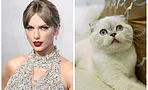 От русской голубой до перса: как выглядят кошки Тейлор Свифт, Хлои Кардашьян и других звёзд