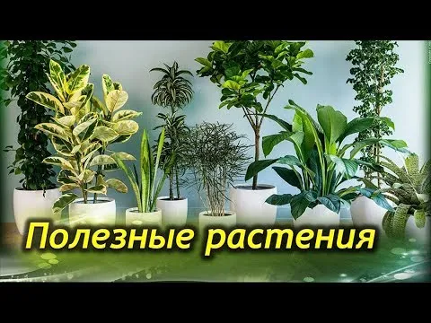 Нажми и смотри