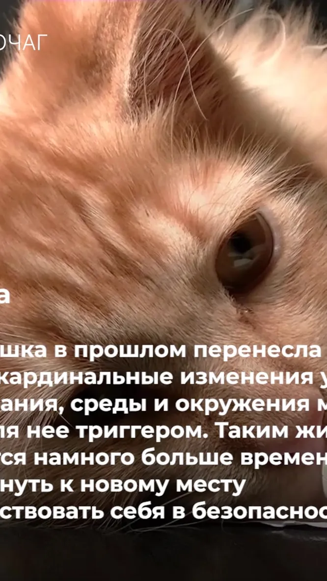 Нажми и смотри