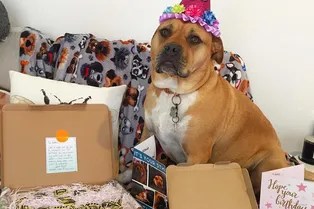 «Исполняем каждый каприз»: смертельно больной пес прожил дольше благодаря заботе «Исполняем каждый каприз»: смертельно больной пес прожил дольше благодаря заботе