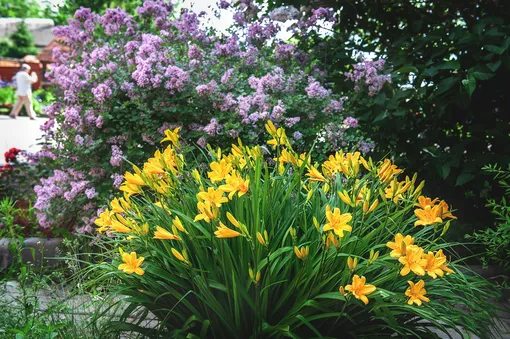 Когда на таком пышном многолетнике станет больше стеблей и меньше цветов — самое время его поделить и пересадить.