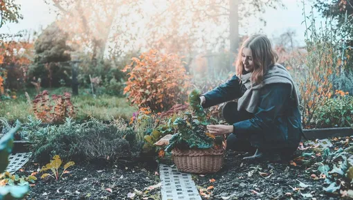 Работы в саду и огороде: 6–12 октября по лунному календарю. Работы в саду и огороде: 6–12 октября по лунному календарю.