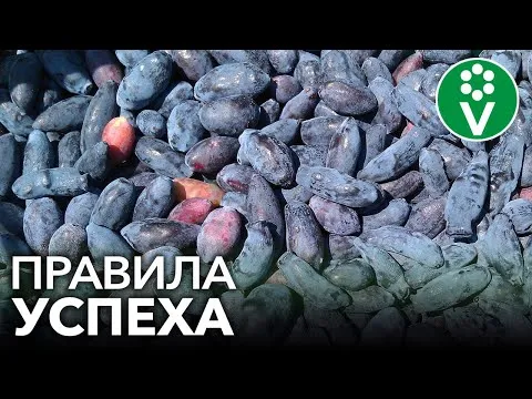 Нажми и смотри