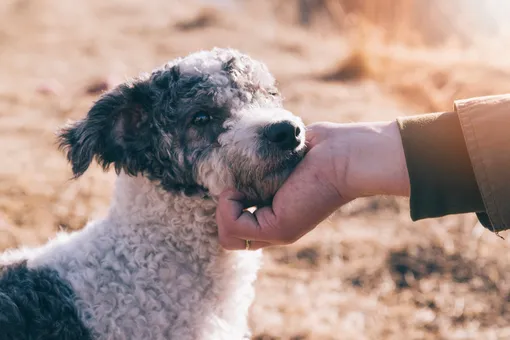 Какие заболевания человека способны учуять собаки? Какие заболевания человека способны учуять собаки?