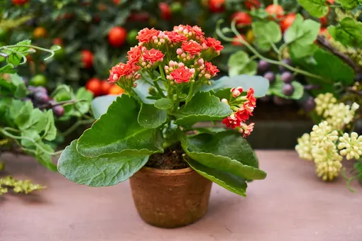 Болезни и вредители каланхоэ Блоссфельда