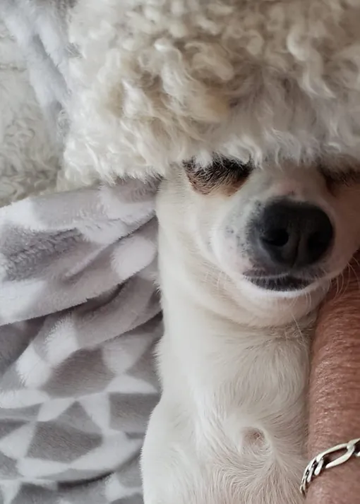 «Это наш чихуахуа с попой пуделя на голове. Выглядит так, будто надел папаху» «Это наш чихуахуа с попой пуделя на голове. Выглядит так, будто надел папаху»