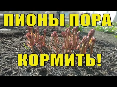 Нажми и смотри