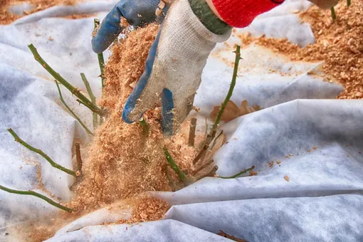 Почему розы гибнут под укрытием: 5 ошибок, из-за которых вы теряете кусты каждую весну