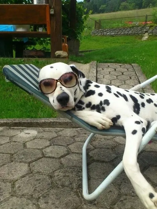 собака в очках