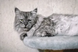 Новый год для зверей: в зимние праздники помогаем животным