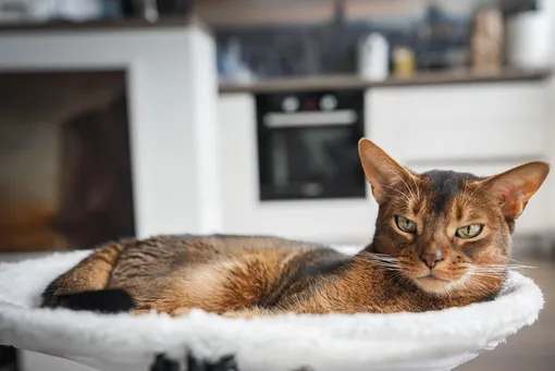 Абиссинская кошка