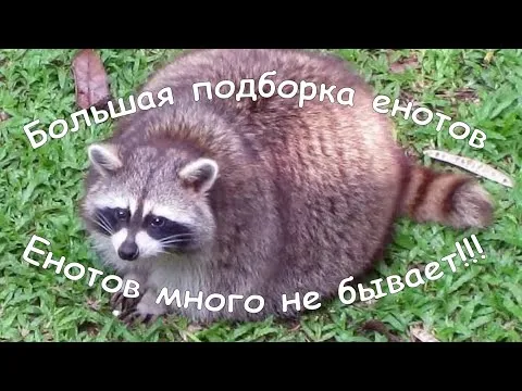 Нажми и смотри