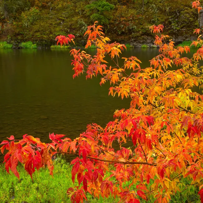 Хуже борщевика: почему за американский клён с 1 марта можно лишиться участка и как этого избежать