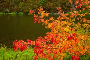 Хуже борщевика: почему за американский клён с 1 марта можно лишиться участка и как этого избежать
