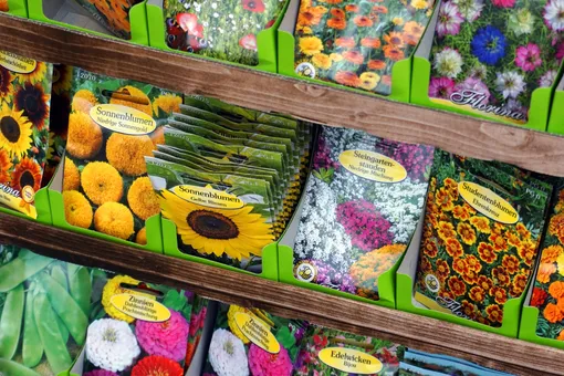 Успеть до Нового года: семена этих цветов важно высадить дома уже в декабре-январе Успеть до Нового года: семена этих цветов важно высадить дома уже в декабре-январе