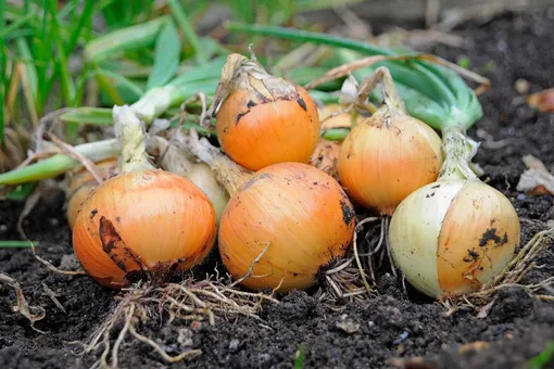 Как правильно собрать урожай лука в августе и сохранить его надолго: советы для дачников