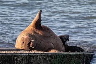 Ирландскому моржу подарят плавучий диван, чтобы он перестал топить лодки
