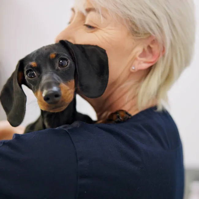 Если собаку отравили! Инструкция оказания первой помощи от ветеринара