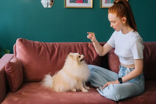 Как вести дневник тренировок и достижений вашей собаки