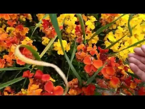 Нажми и смотри Нажми и смотри