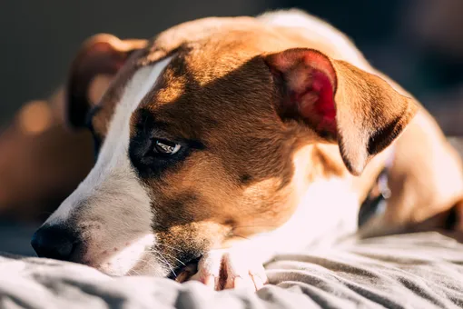 Почему собака вылизывает себя по ночам? Эти и другие странные действия, которые мешают спать хозяину