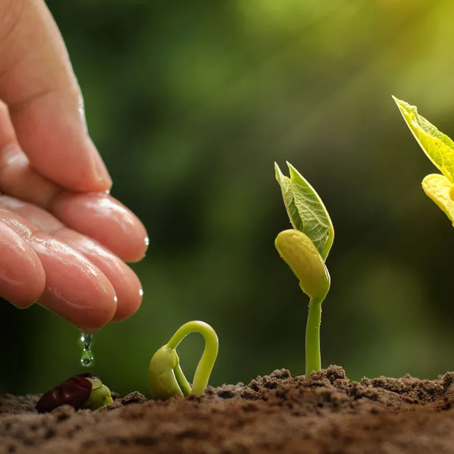 Как правильно использовать стимуляторы роста растений?