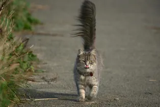 Что одному мусор, то другому сокровище: кот находит хозяевам подарки каждый день