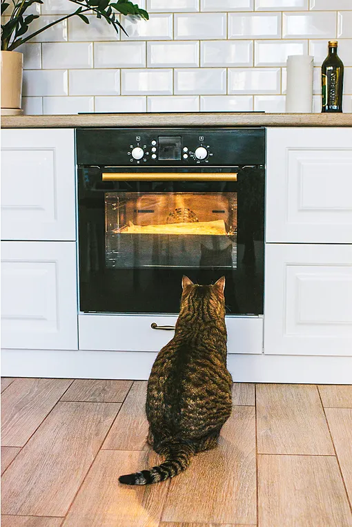 Кот и плита