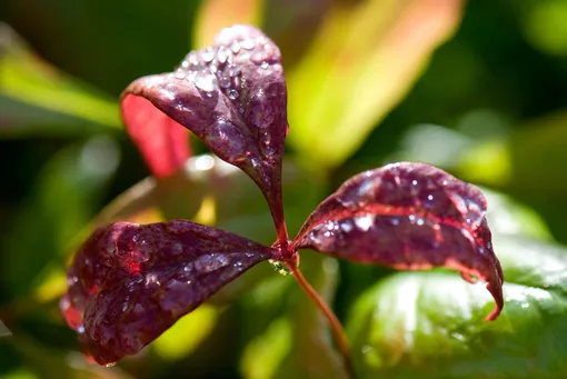 Листья нандины с каплями воды Листья нандины с каплями воды