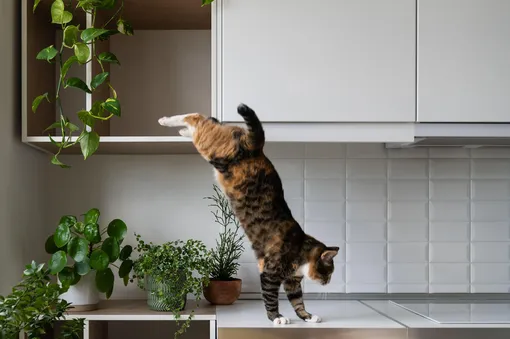 Трафареты и декоративные панели: 5 способов обновить надоевший кухонный фартук без снятия плитки и кот Трафареты и декоративные панели: 5 способов обновить надоевший кухонный фартук без снятия плитки и кот