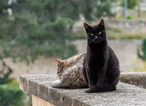 Почему собаки выглядят так по-разному: от крошечных до гигантов фото