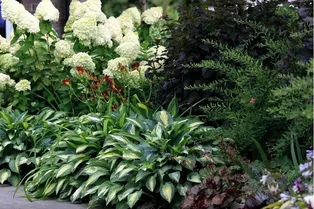 Какие тенелюбивые многолетники можно высадить за домом