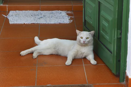 5 мест в доме, где нельзя стелить ковровое покрытие