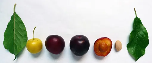 Какие сорта слив можно выращивать из косточек