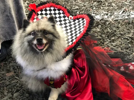 собака красная королева