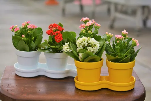 Каланхоэ Блоссфельда после покупки