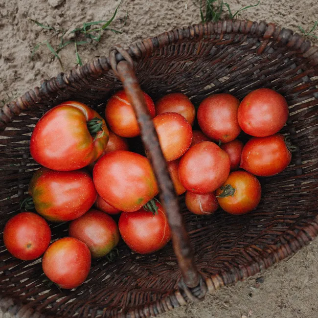 Что любит рассада томатов, а что ей может навредить? 6 советов от садовода с большим опытом