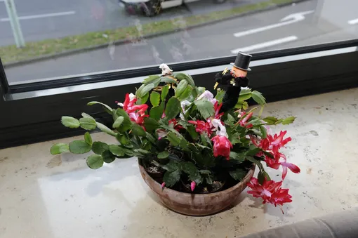 Почему декабрист стал фиолетовым: 4 причины и как их устранить