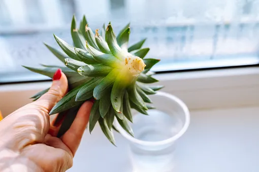 Оставьте отрезанную часть на 1-2 дня для высыхания – это важно, чтобы избежать гниения Оставьте отрезанную часть на 1-2 дня для высыхания – это важно, чтобы избежать гниения