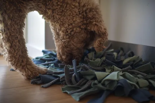 Как сделать игрушку для собаки своими руками фото