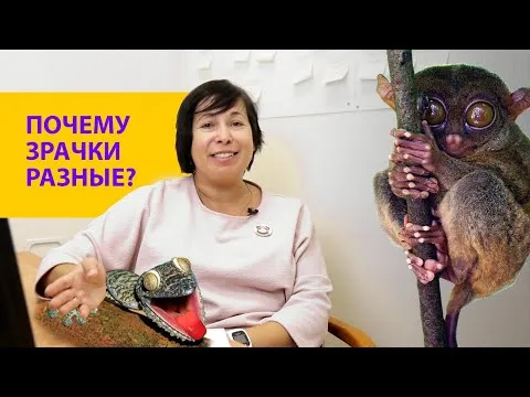 Нажми и смотри Нажми и смотри