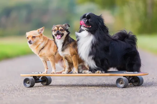 Как научить собаку ездить на скейтборде и нужно ли это делать Как научить собаку ездить на скейтборде и нужно ли это делать