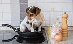 Безопасность на кухне: как защитить собаку от острых ножей, горячей плиты и опасных продуктов