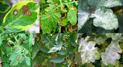 Признаки заболевания растений: действуйте, пока болезнь не развилась